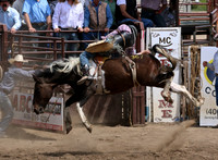 Bucking Horse Sale 2016